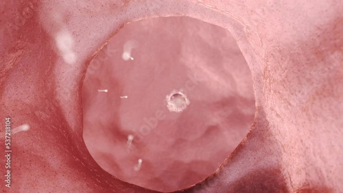 3d rendered medical animation of  sperms swimming towards an egg cell