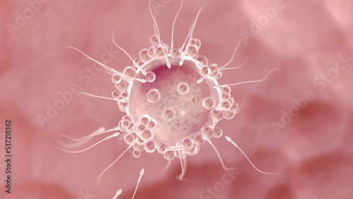 3d rendered medical animation of  sperms swimming towards an egg cell