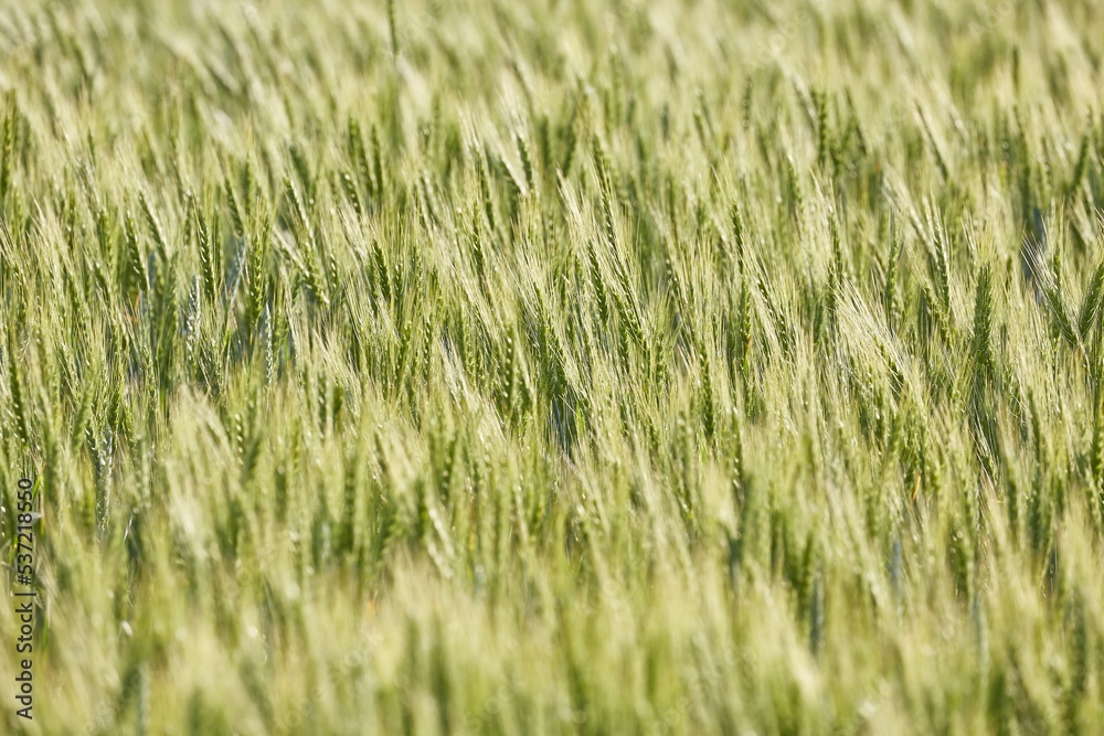 Wheat field closeup Wheat field closeup