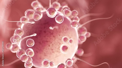 3d rendered medical animation of  sperms swimming towards an egg cell