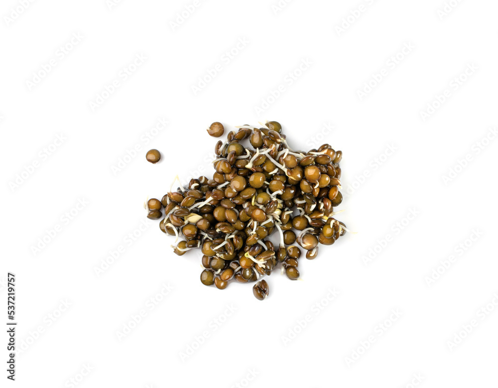 Lentils Sprouts, Sprouted Black Lentil Grains, Dal, Daal, Dhal, Masoor Lentils Sprouts, Sprouted Black Lentil Grains, Dal, Daal, Dhal, Masoor