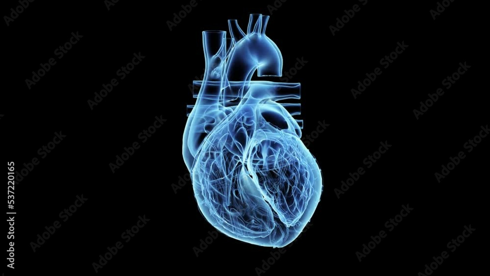 3d rendered medical animation of  a beating human heart