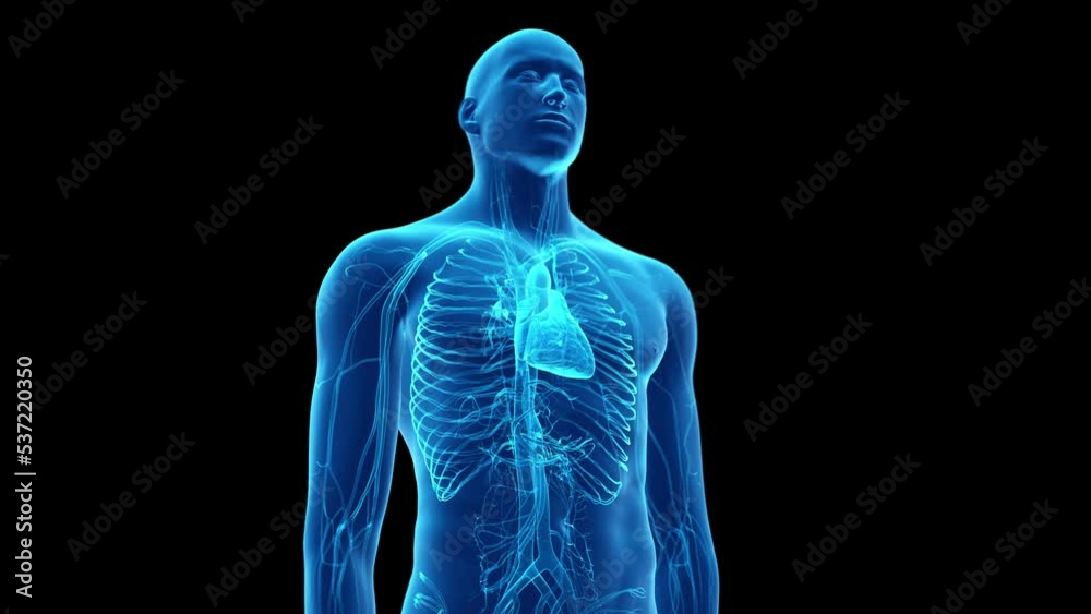 3d rendered medical animation of a beating human heart 3d rendered medical animation of a beating human heart