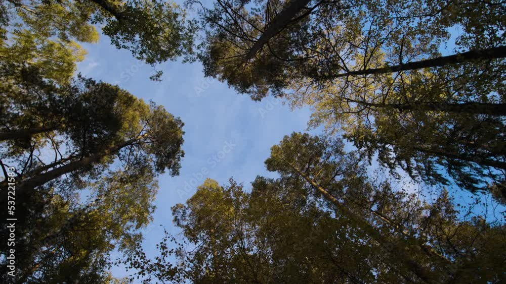 Peering up through the canopy of a forest of tall trees to the clear blue sky Peering up through the canopy of a forest of tall trees to the clear blue sky