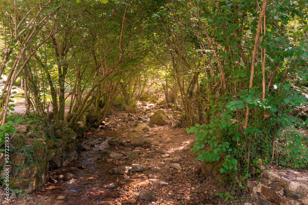 arroyo pequeño dentro del bosque con poco caudal en un día soleado de verano arroyo pequeño dentro del bosque con poco caudal en un día soleado de verano