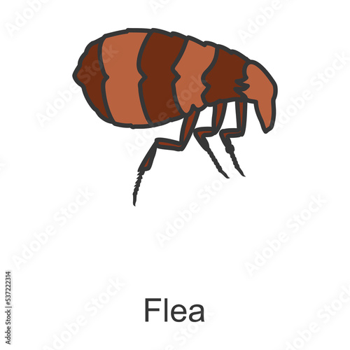 Flea vector icon.Color vector icon isolated on white background flea.