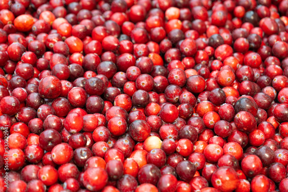 Red Cowberry Texture Background, Lingonberry Pattern with Copy Space Red Cowberry Texture Background, Lingonberry Pattern with Copy Space