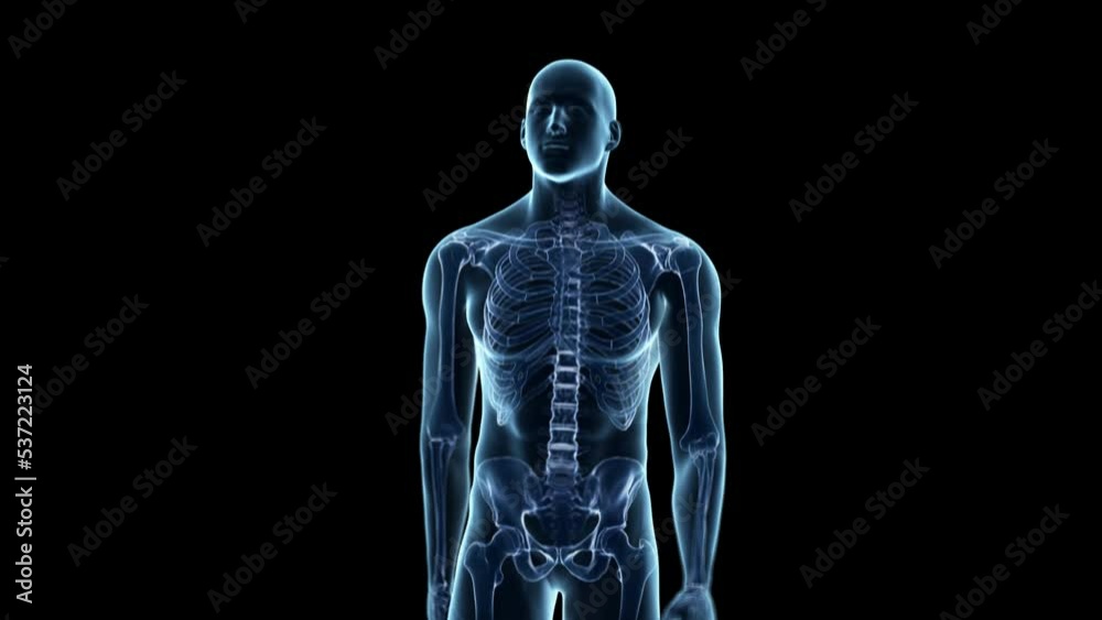 3d rendered medical animation of the anatomy of a walking man 3d rendered medical animation of the anatomy of a walking man
