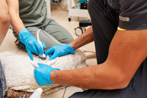 Doctors from the veterinary team are doing an ultrasound scan of a cute beautiful dog. Veterinary concept.