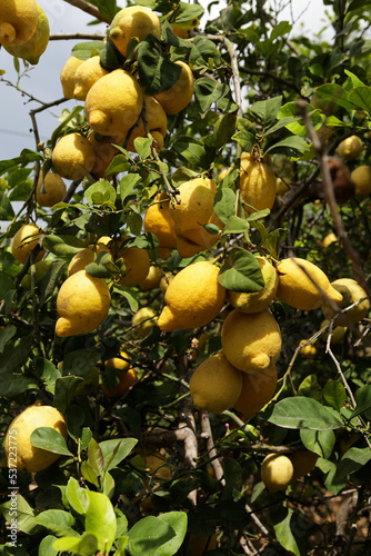 Lemons grow on branches of fruit trees, selective focus. Lemon plantation, harvest season. Putrefaction of citrus fruits. The problem of the shortage of seasonal workers and fruit pickers