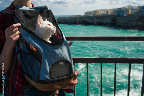 a white cat sits in a pet backpack. viewpoint with rock cliffs and turquoise sea. Cat on the go