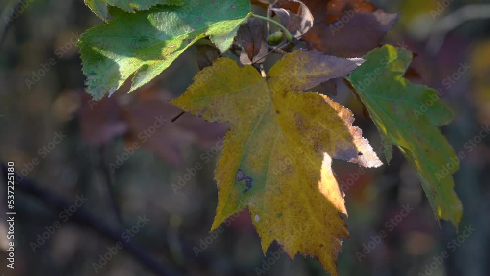 Wild Service Tree, autumn leaves (Sorbus torminalis) - (4K) Wild Service Tree, autumn leaves (Sorbus torminalis) - (4K)