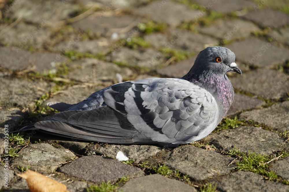 Fototapeta premium City doves or City pigeons (Columba livia f. domestica).