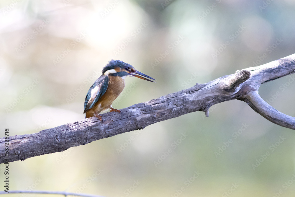 Fototapeta premium Common kingfisher, alcedo atthis, perched on a branch over a lake in the south of France