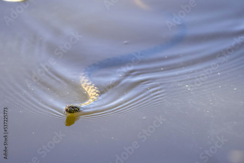 Viperine water snake or Natrix Maura swimming in a lake in the south of France