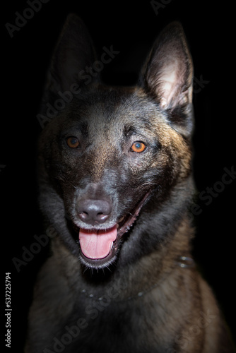 Studio shot of a belgian Malinois police dog.