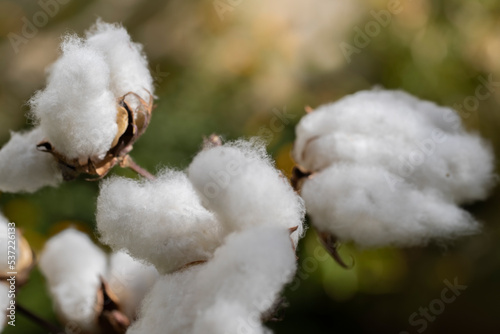 Cottons ripened in the field. White cottons at harvest time.