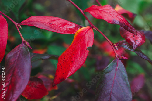autumn bush with blueberry leaves bright burgundy red color in the garden in fall.