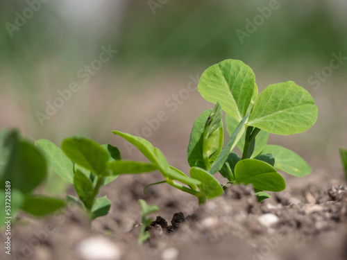 Close-up of green pea shoots in the open ground. Small plants as the beginning of a new life