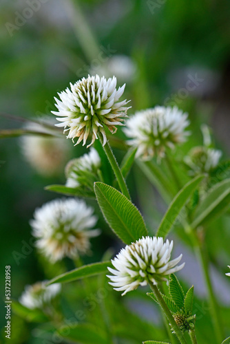 Berg-Klee    Mountain clover  Trifolium montanum  - Stol  Slowenien