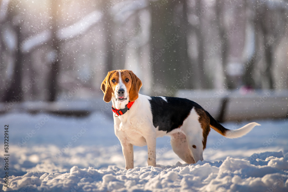 Portrait of american beagle dog walking in snow on camera in winter in park Portrait of american beagle dog walking in snow on camera in winter in park