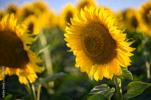 Fototapeta Naklejka Na Ścianę i Meble -  Close up sunflower in the field with blue sky.