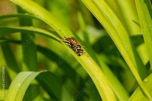 Selective focus of a hornet on the green Cymbopogon martinii with water drops on blurred background photo