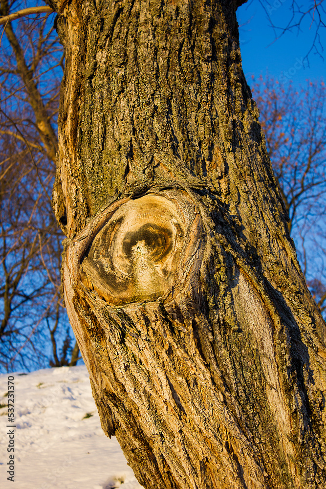 Obraz premium the trunk of an old tree with a saw cut and annual rings with brown textured bark in winter against the backdrop of snow in the warm rays of the setting sun