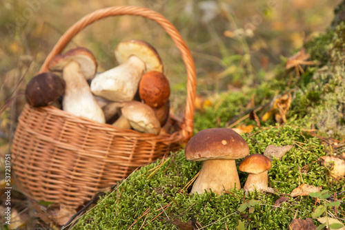Mushroom boletus growing in moss in autumn fall forest in sunlight closeup. Mushrooms in the basket
