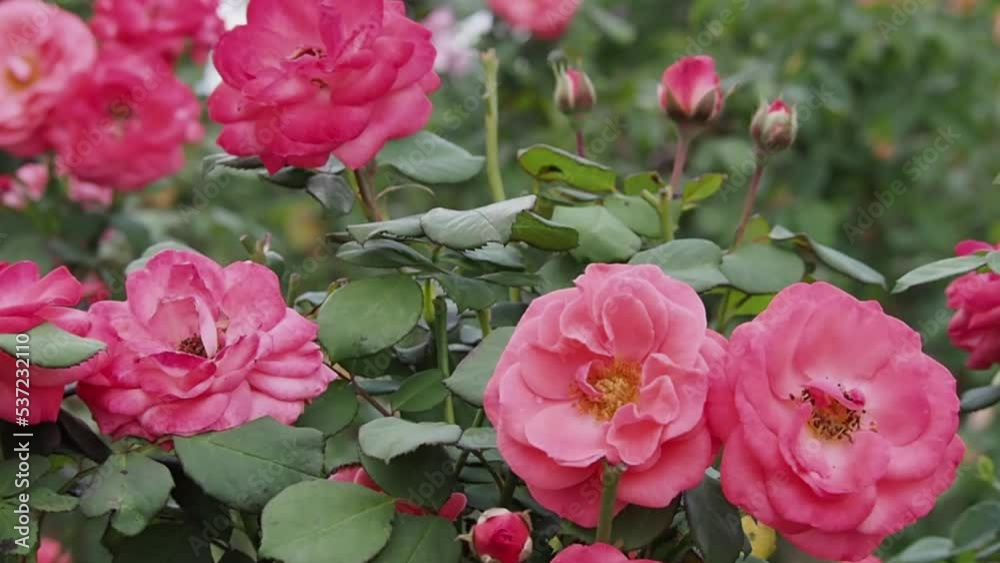 Close up shot of a beautiful pink rose bush in full bloom, with a wider rose garden visible in the background Close up shot of a beautiful pink rose bush in full bloom, with a wider rose garden visible in the background