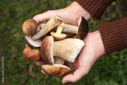 Mushrooms in mushroom picker hand close up, macro. Mushroomer with wild forest mushroom harvest top view