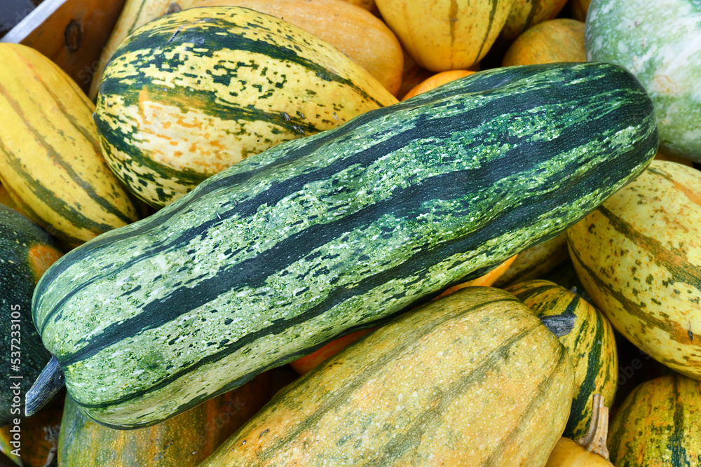 Green Delicata squash with stripes Stock Photo Adobe Stock