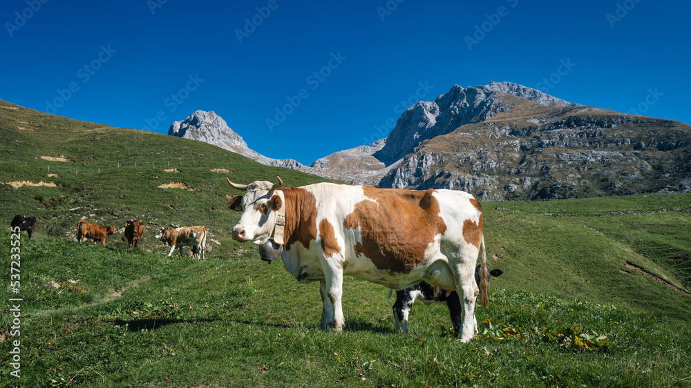 Cow grazing in the mountains