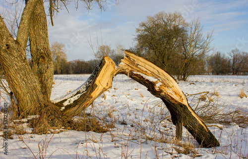 a broken tree in the middle of a snowy field with a brown trunk and bark without anyone photo