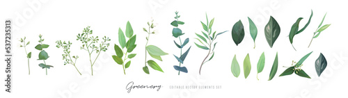 Vector, green leaves, seeded eucalyptus branches set. Watercolor jasmine flowers twig. Editable designer elements. Sage, green, greenery, decorative floral wedding collection isolated white background