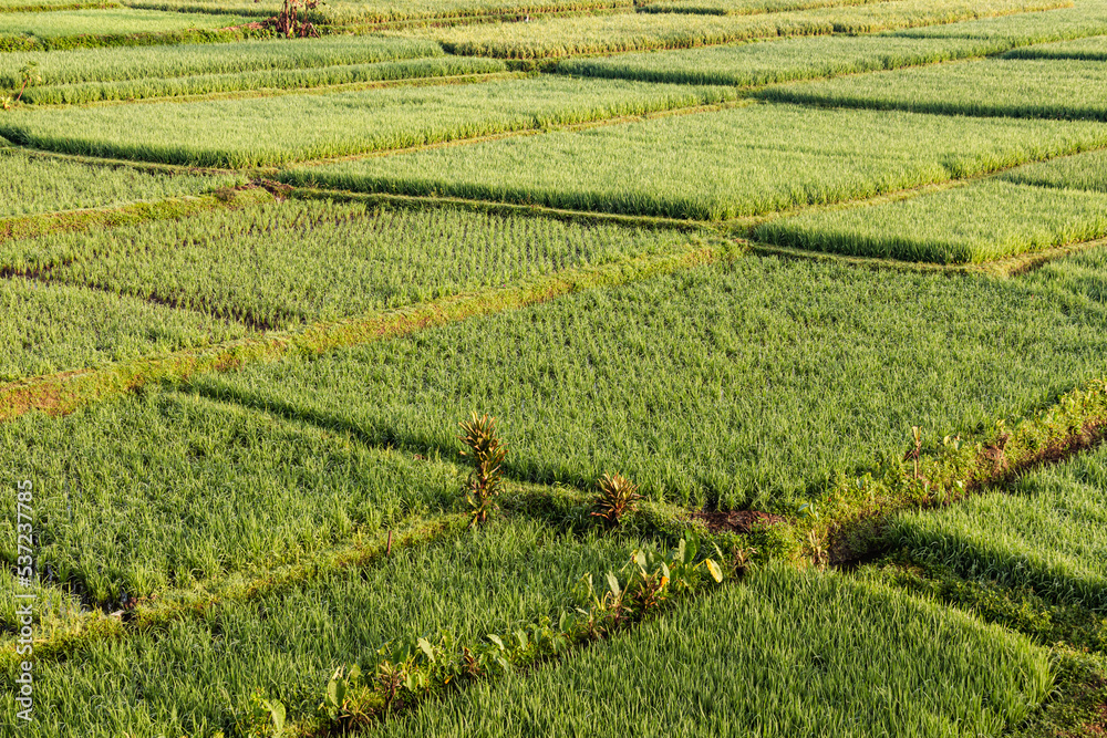 rice field in the morning rice field in the morning