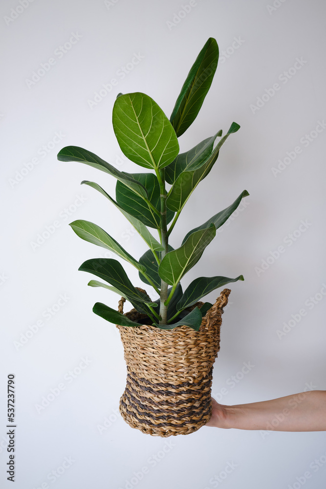 A woman holds a pot of green ficus in her hands. Botanical background. Place for text. Green indoor plants. Home plant care concept
A woman holds a pot of green ficus in her hands. Botanical background. Place for text. Green indoor plants. Home plant care concept