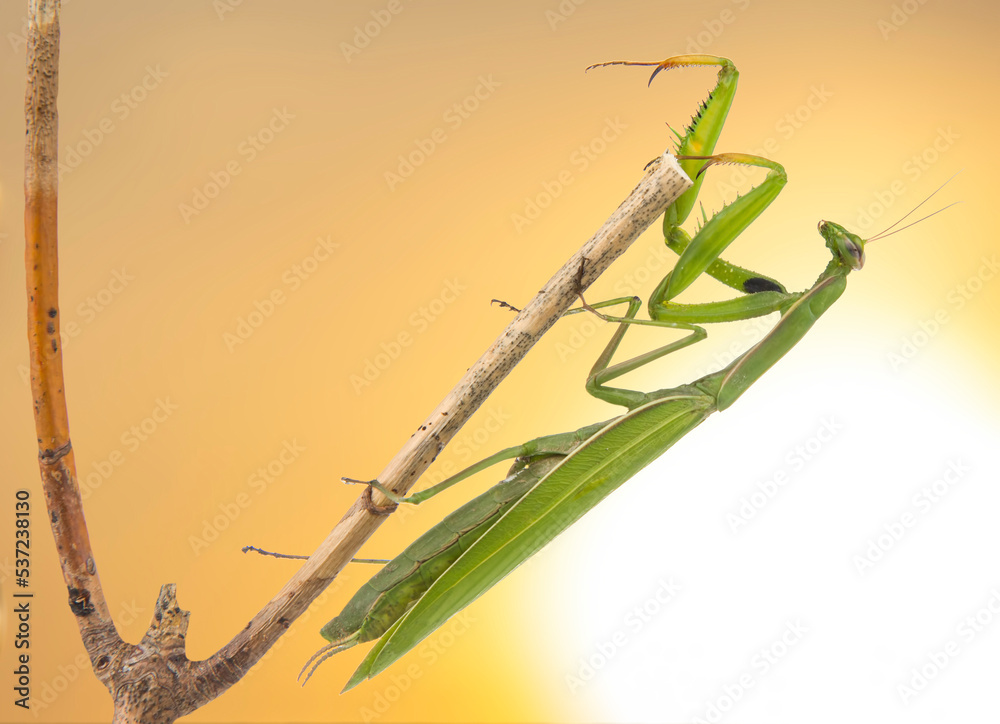 green praying mantis sits on a branch against the backdrop of the setting sun. insect predator. nature and zoology green praying mantis sits on a branch against the backdrop of the setting sun. insect predator. nature and zoology