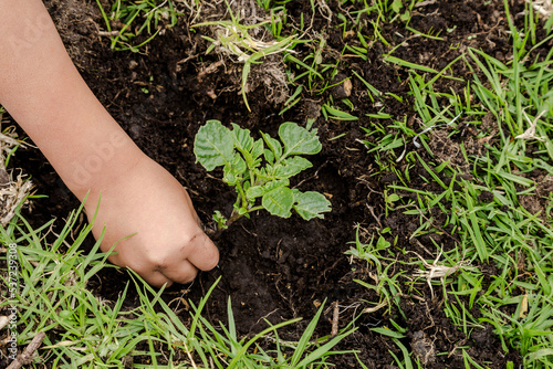 Child's hands planting a plant, close up of child's hands digging a hole in the ground.