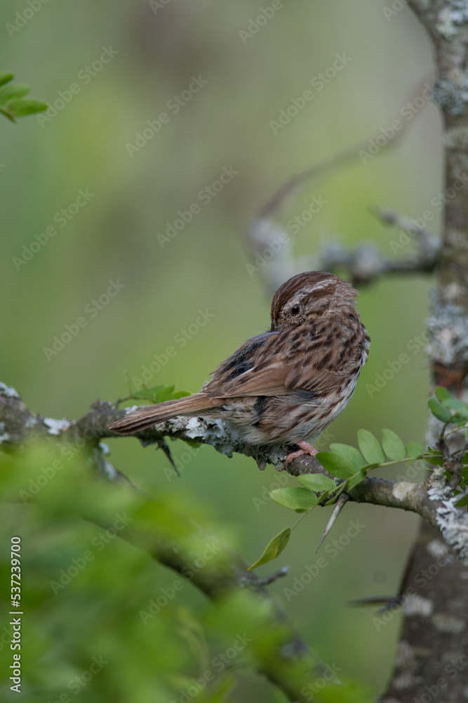 Song Sparrow on tree branch Song Sparrow on tree branch