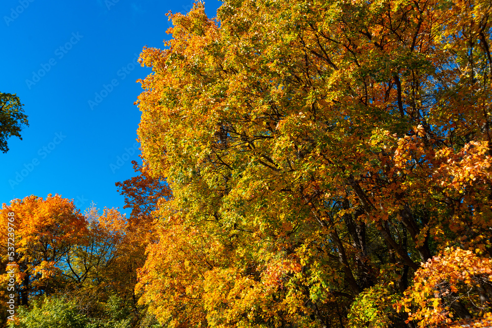 Fototapeta premium A walk in the deep woods on an October day!