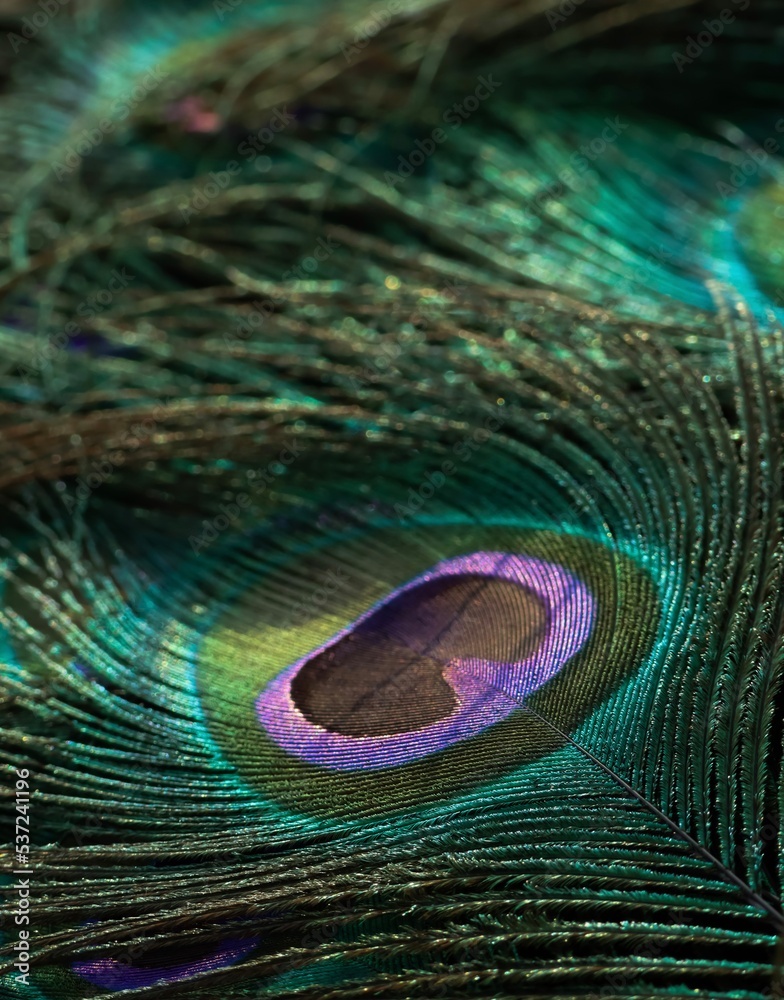Fototapeta premium Peacock feather close up. Peafowl feather. Feather texture abstract pattern background wallpaper. Colorful feather. Janmashtami background. Beautiful bird feather wallpaper.