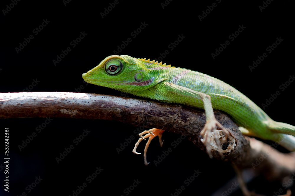 A small maned forest lizard Bronchocela jubata basking on a branch with black background 