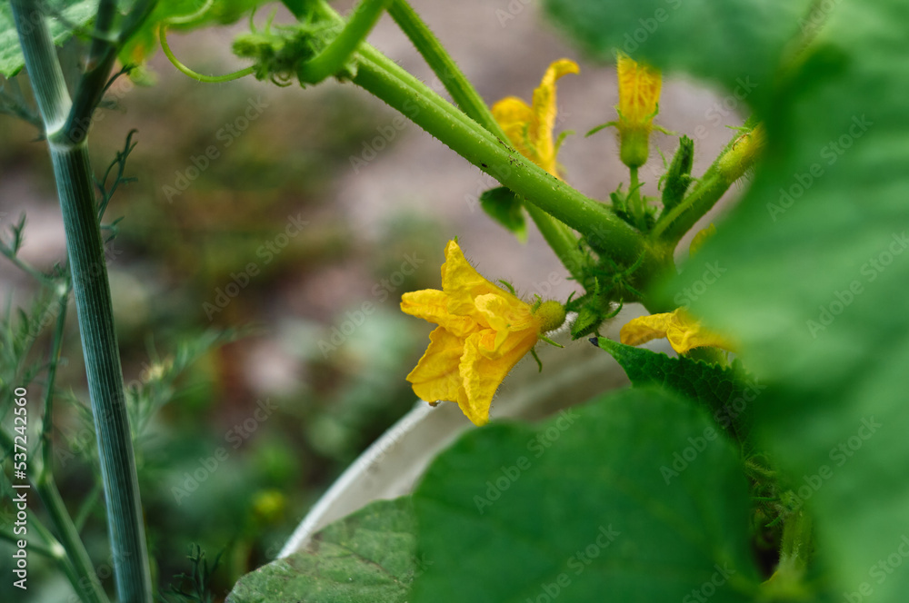 Fototapeta premium The first flowers appeared on cucumber seedlings, yellow buds indicate that cucumbers will soon begin to grow, the agricultural scene