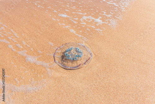 A dead jellyfish washed up on the shore. Jellyfish on the coast of the Sea of Azov. Worm-like filaments with poisonous stinging cells can cause painful injuries to people.