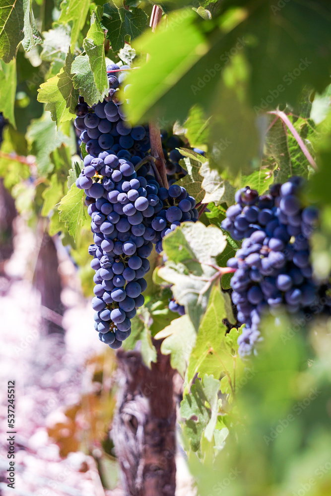 Vine grapes in the vineyard ready for the harvest Vine grapes in the vineyard ready for the harvest