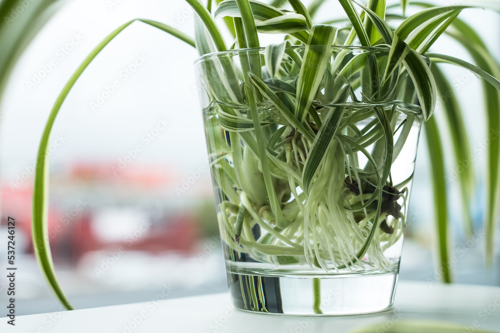 Green houseplant growing roots in water glass. Spider plant