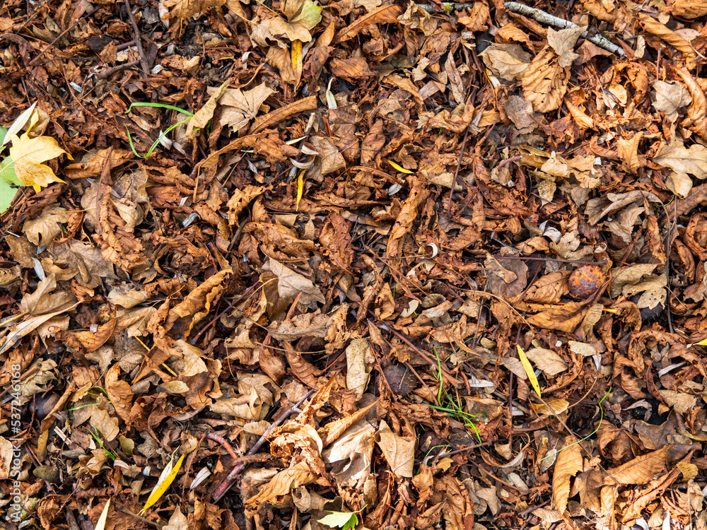 background of dried leaves background of dried leaves