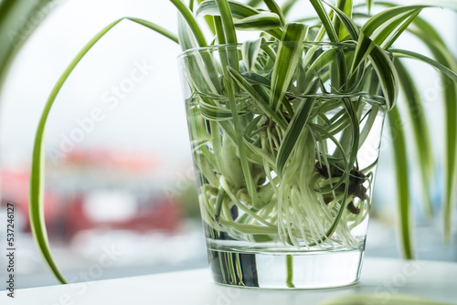 Green houseplant growing roots in water glass. Spider plant (Chlorophytum comosus) also called  ribbon plant, airplane plant. Water propagation for indoor plants.