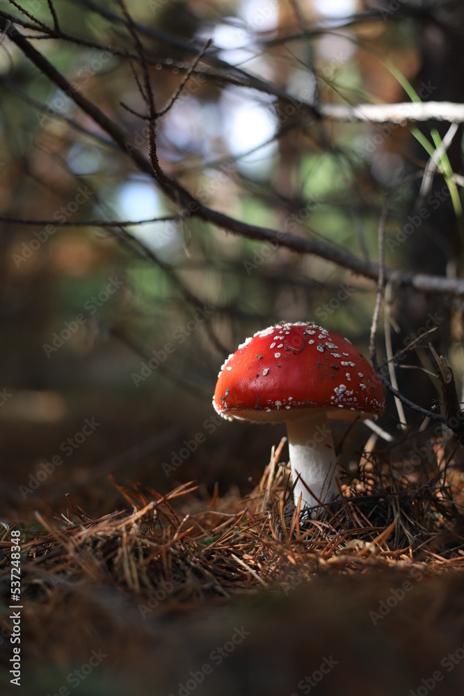 Amanita muscaria, Fly Agaric, Fly Amanita. A red fly agaric with white spots in sunlight on forest floor. Outdoors. Close-up. Autumn background. Amanita muscaria, Fly Agaric, Fly Amanita. A red fly agaric with white spots in sunlight on forest floor. Outdoors. Close-up. Autumn background.